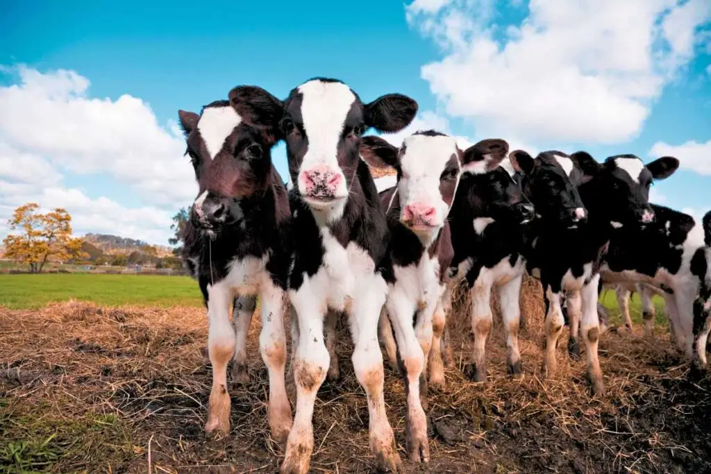 Calves outdoors with a blue sky. Smart monitoring can aid growth and prevent health issues like pneumonia and scours.