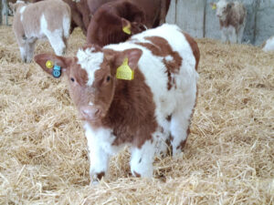 A healthy, happy calf in deep, dry comfortable straw