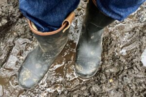 Keep wellies and boots clean and disinfect when moving between sheds and groups of animals