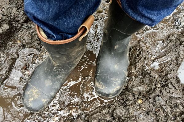 Keep wellies and boots clean and disinfect when moving between sheds and groups of animals