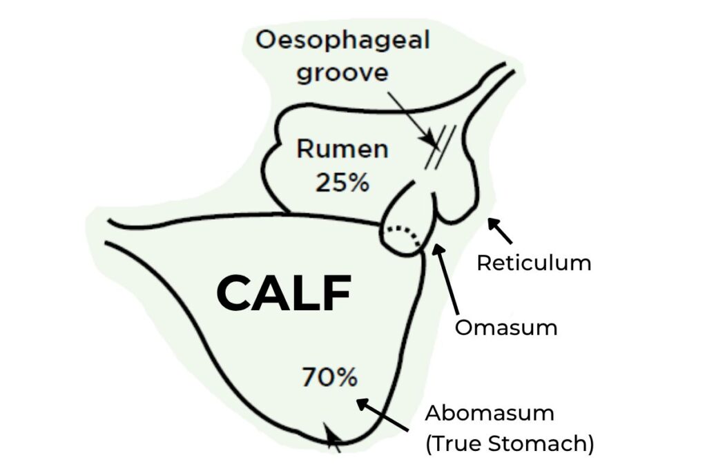 Diagram of newborn calf digestive system, showing the large abomasum at 70% before rumen function develops.