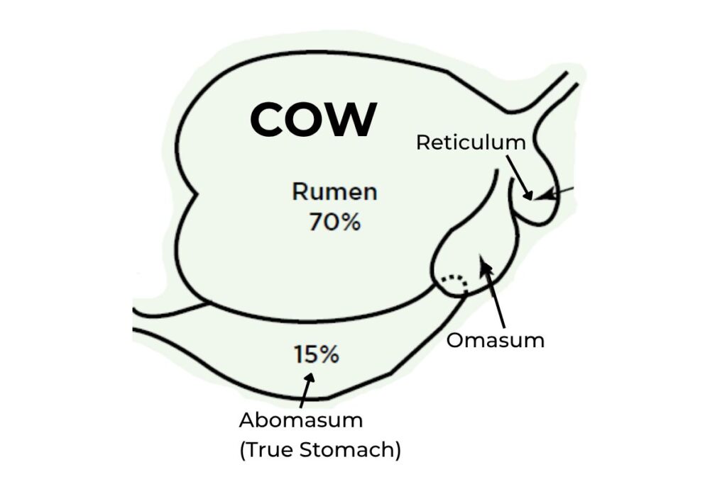 Diagram of an adult cows digestive system, showing the developed rumen as the largest of the four stomachs. The abomasum has shrunk significantly, from 70% to just 15% when compared against the newborn calf's digestive system.