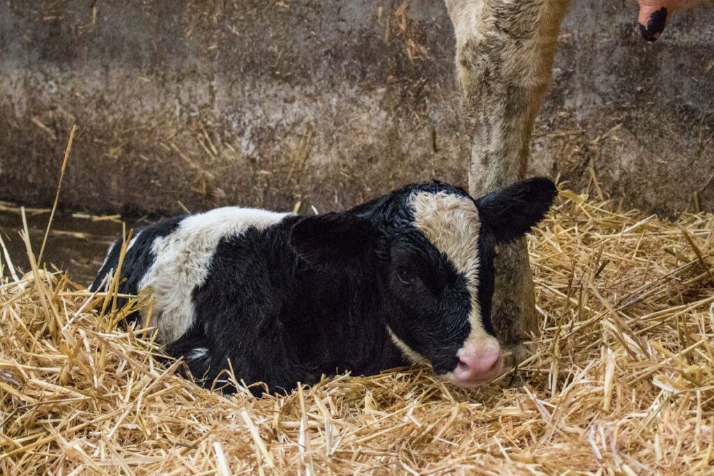 A newborn baby calf in comfortable straw