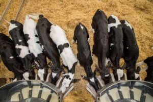 Calves feeding from milk trough pre weaning