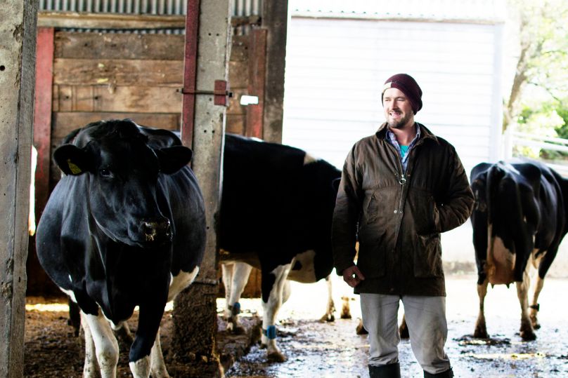 A satisfied farmer inspects cows in his shed.