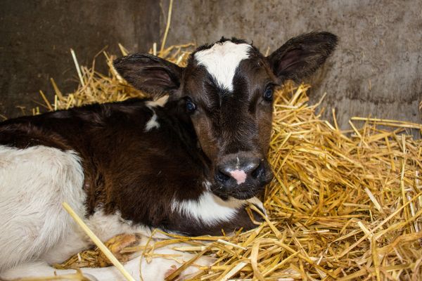 A very young calf in straw