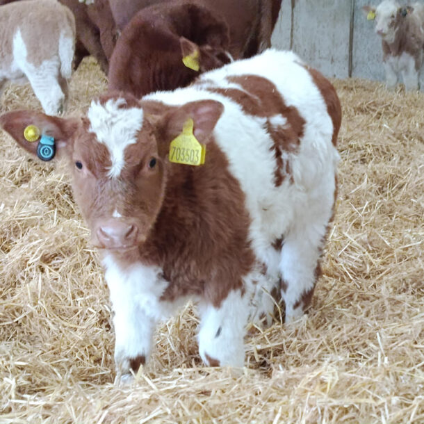 A healthy, happy calf in deep, dry comfortable straw