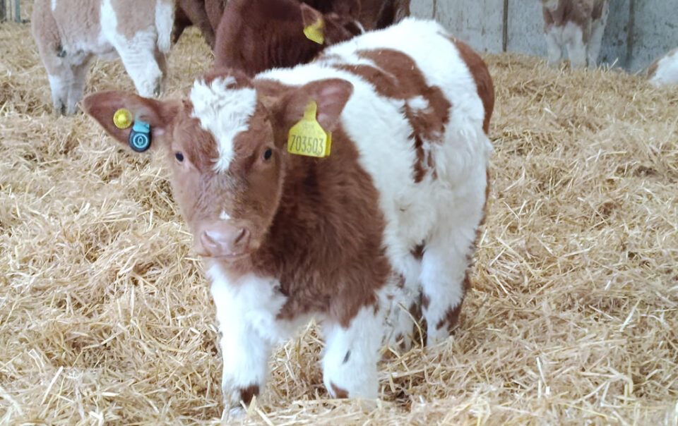 A healthy, happy calf in deep, dry comfortable straw