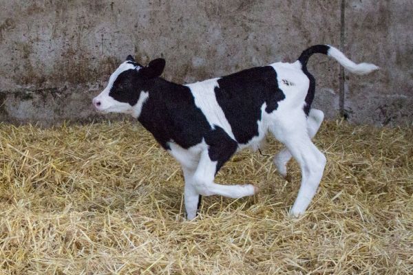 Very young calf playing in straw