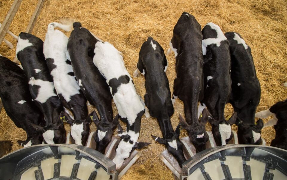 Calves feeding from milk trough pre weaning
