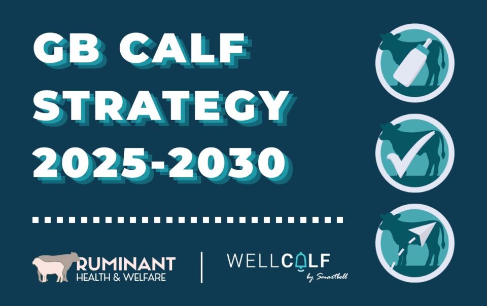 GB Calf Strategy Branding, highlighting the partnership with Smartbell